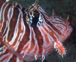 Lionfish, Ningaloo Reef by Penny Murphy 